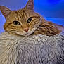 cat, ginger_cat, tabby, close_up, fluffy_cushion, indoor, resting, pet, animal, whiskers, ears, soft_texture, cozy, blue_light, fur, portrait, relaxed, domestic_cat, feline, cute