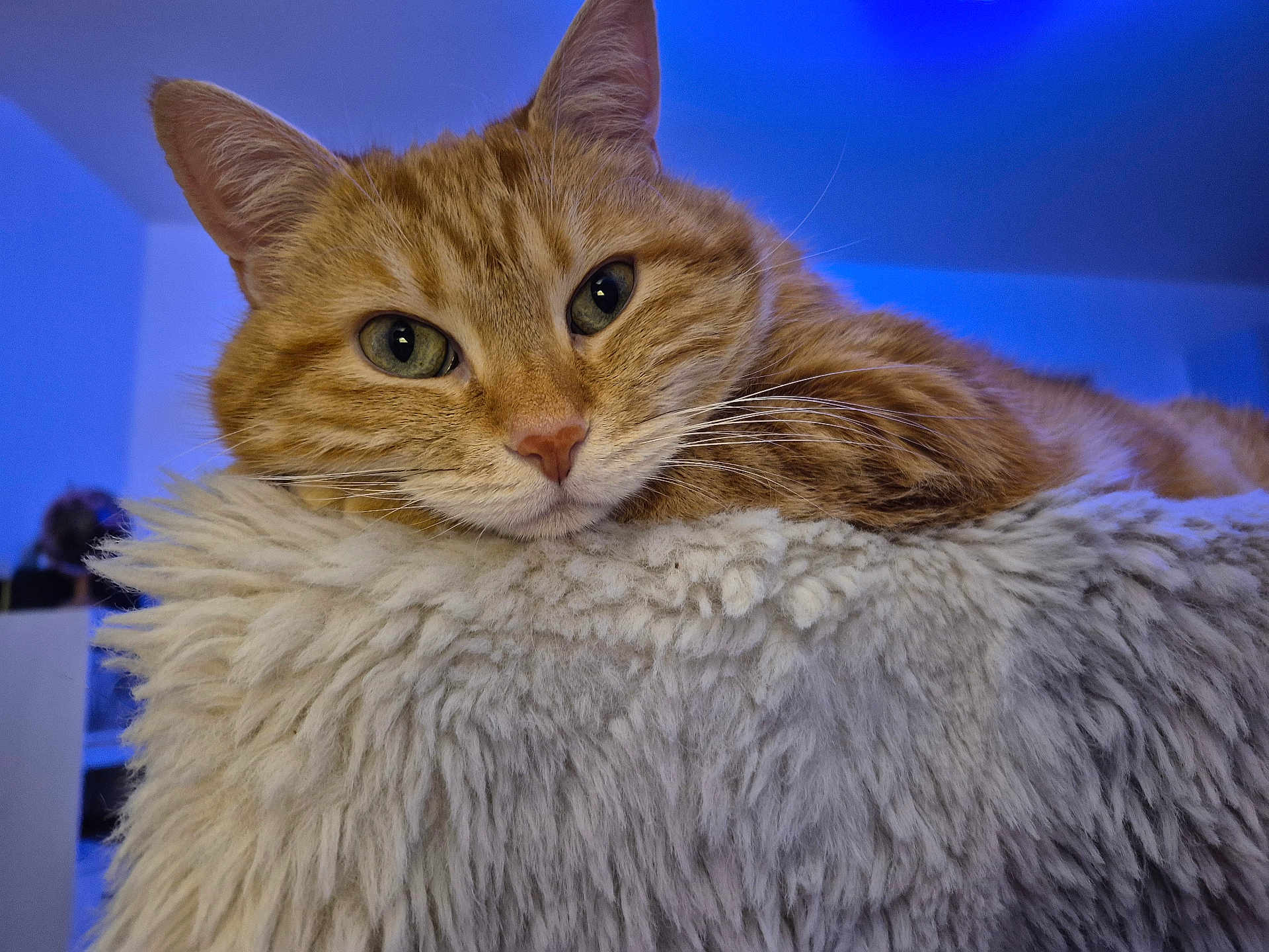 Pelon a rejoint le concours — aidez-le/la à gagner de superbes lots ! cat, ginger_cat, tabby, close_up, fluffy_cushion, indoor, resting, pet, animal, whiskers, ears, soft_texture, cozy, blue_light, fur, portrait, relaxed, domestic_cat, feline, cute