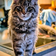 Ava participe au concours pour gagner de l'argent avec cette photo : animal, background_blur, cat, closeup, counter, cute, domestic, eyes, feline, fluffy, fur, home, indoor, kitchen, pet, portrait, soft_light, standing, tabby, whiskers