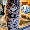 animal, background_blur, cat, closeup, counter, cute, domestic, eyes, feline, fluffy, fur, home, indoor, kitchen, pet, portrait, soft_light, standing, tabby, whiskers