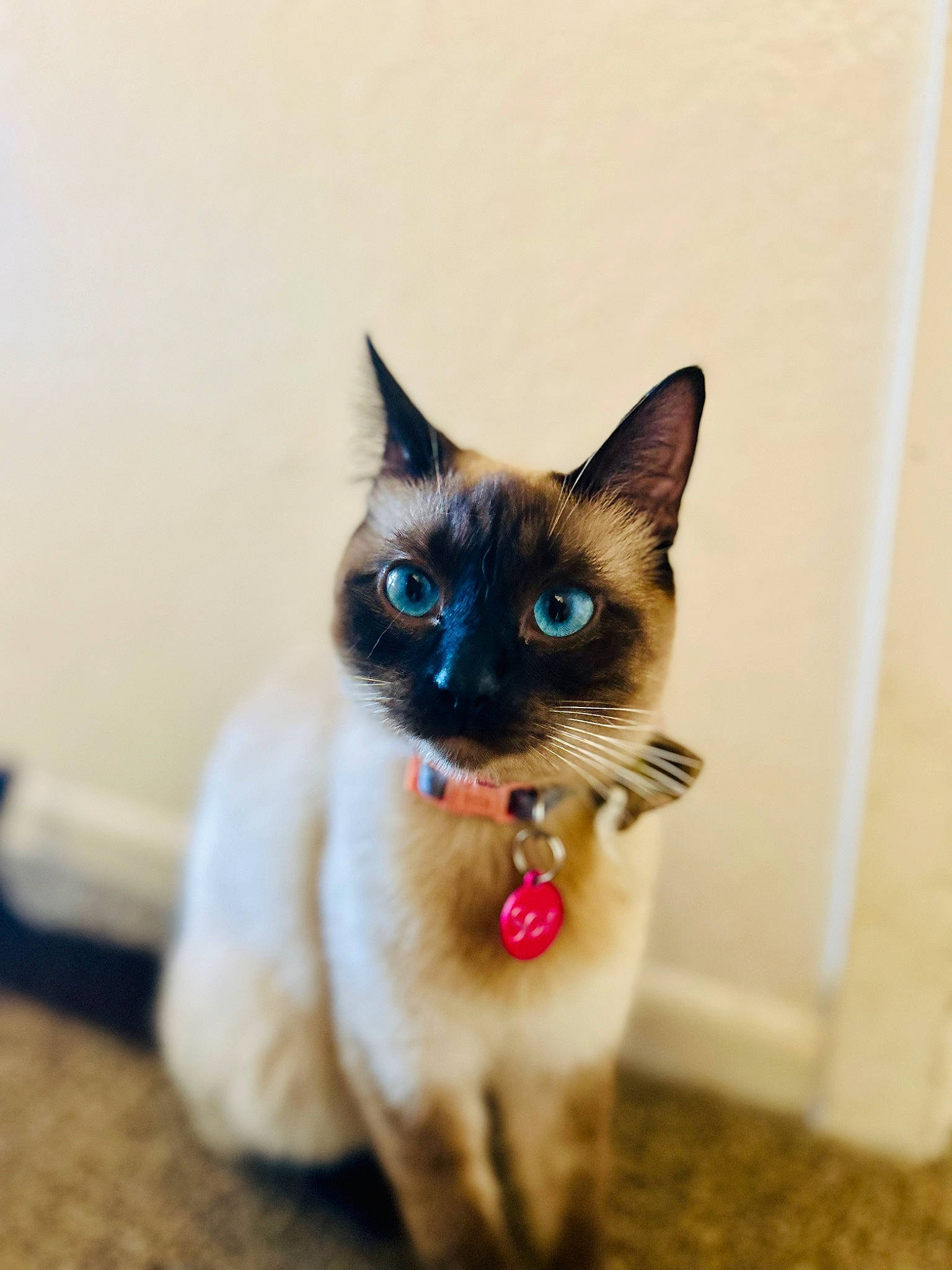 Sox joined the competition — help win amazing prizes! balinese, carnivore, cat, electric_blue, fawn, felidae, fur, iris, siamese, small_to_medium_sized_cats, snout, tail, thai, whiskers, wildlife