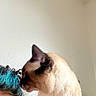 Sox joined the competition — help win amazing prizes! animal, blue_eyes, cat, close_up, closed_eyes, cream_fur, cuddle, dark_face, funny, indoor, person, pet, pointed_ears, portrait, short_hair, siamese_cat, turquoise_hair, wall, warm_lighting, whiskers