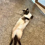 Sox is registered to the contest to win money with this photo: animal, back, blue_eyes, carpet, cat, cream_fur, dark_ears, dark_face, dark_legs, dark_tail, doorway, floor, furniture, home, indoor, lying_down, pet, playful, relaxed, siamese_cat