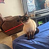 Sox is registered to the contest to win money with this photo: animal, bed, blue_blanket, blue_eyes, boot, brown_fur, cat, cream_fur, funny, home, indoor, living_room, pet, portrait, recliner, siamese_cat, sitting, television, tongue, wall_art