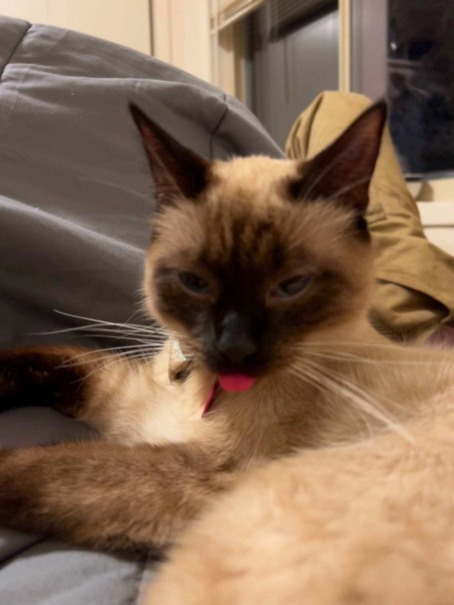 Sox is registered to the contest to win money with this photo: balinese, birman, carnivore, cat, claw, comfort, domestic_short_haired_cat, eye, fawn, felidae, fur, iris, paw, siamese, small_to_medium_sized_cats, snout, tail, thai, tonkinese, whiskers