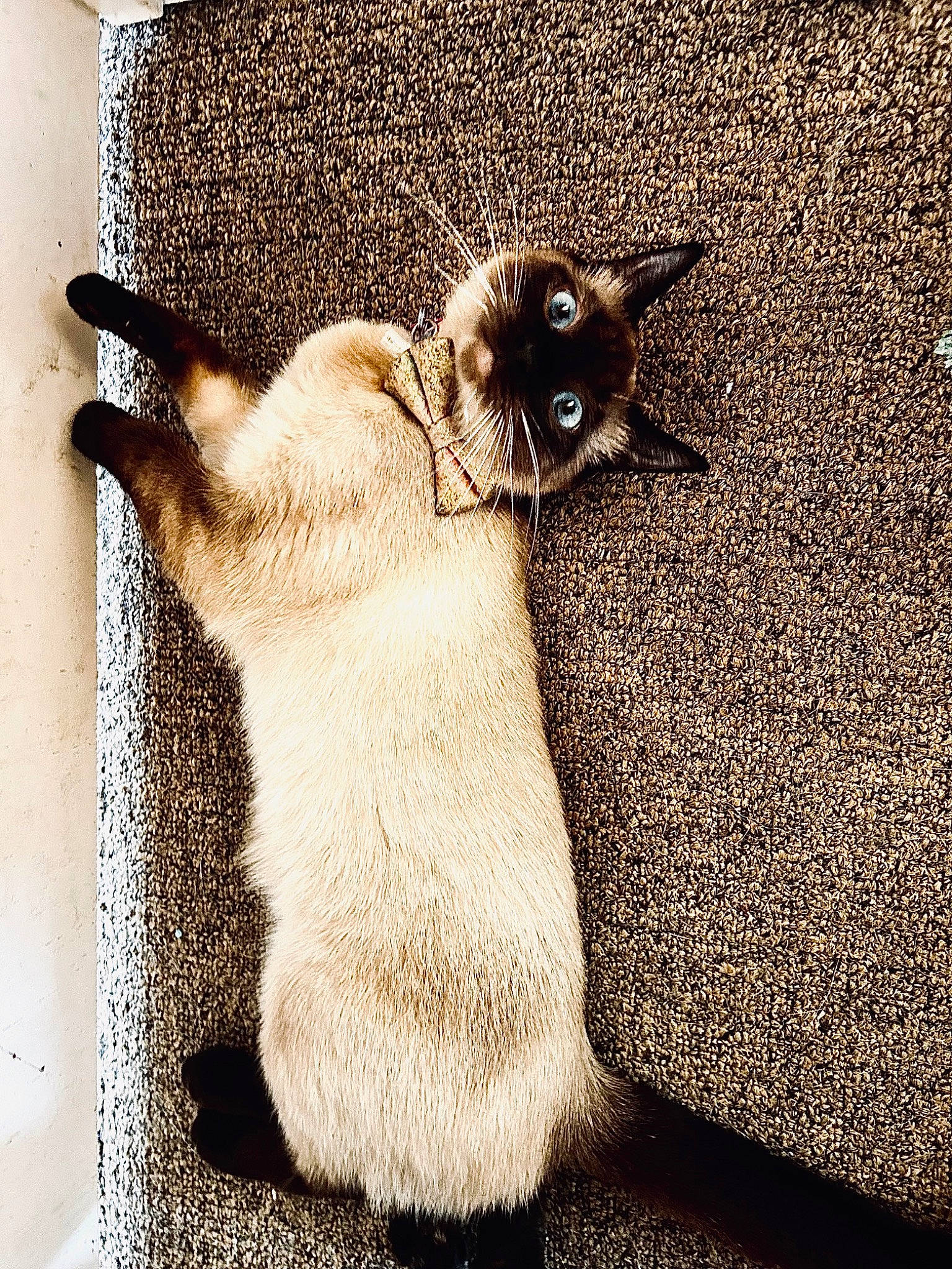 Sox joined the competition — help win amazing prizes! balinese, carnivore, cat, claw, comfort, domestic_short_haired_cat, fawn, felidae, fur, gesture, paw, rectangle, siamese, small_to_medium_sized_cats, snout, tail, thai, whiskers, wildlife, window