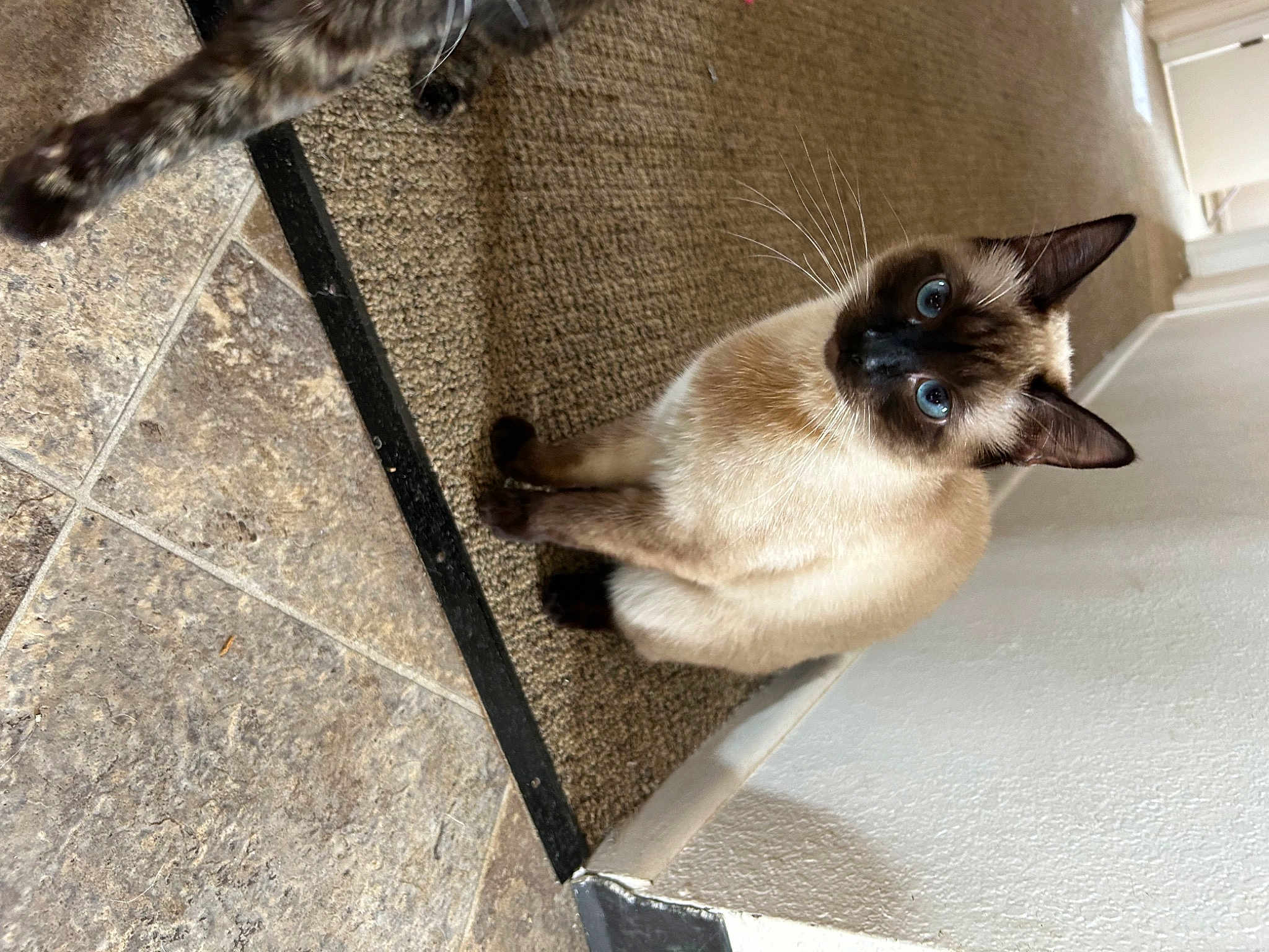 Sox