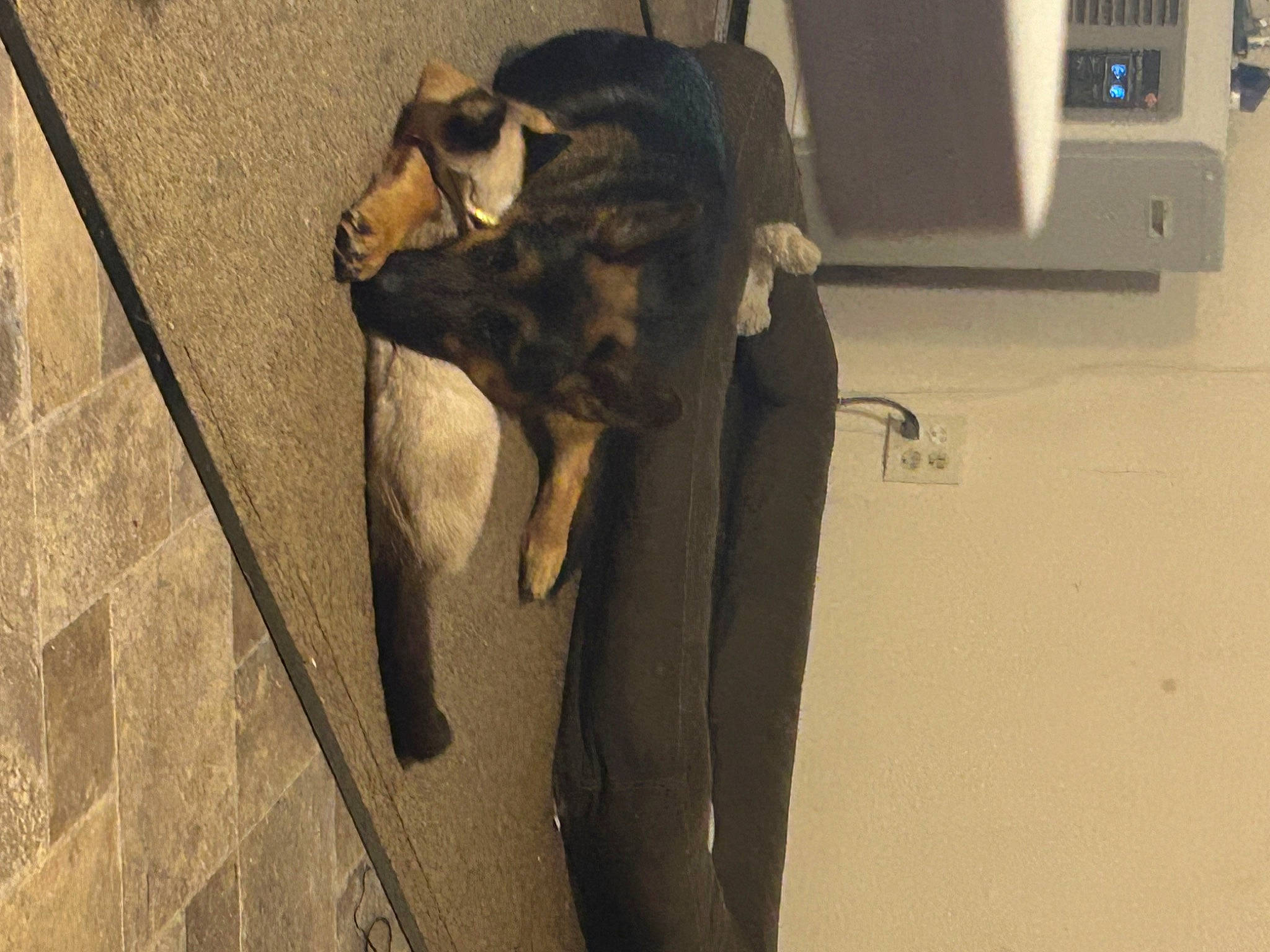 Sox joined the competition — help win amazing prizes! canidae, carnivore, companion_dog, dog_breed, fawn, felidae, floor, flooring, formal_wear, fur, human_leg, road_surface, shadow, small_to_medium_sized_cats, sporting_group, street_dog, tail, terrestrial_animal, wood, working_animal