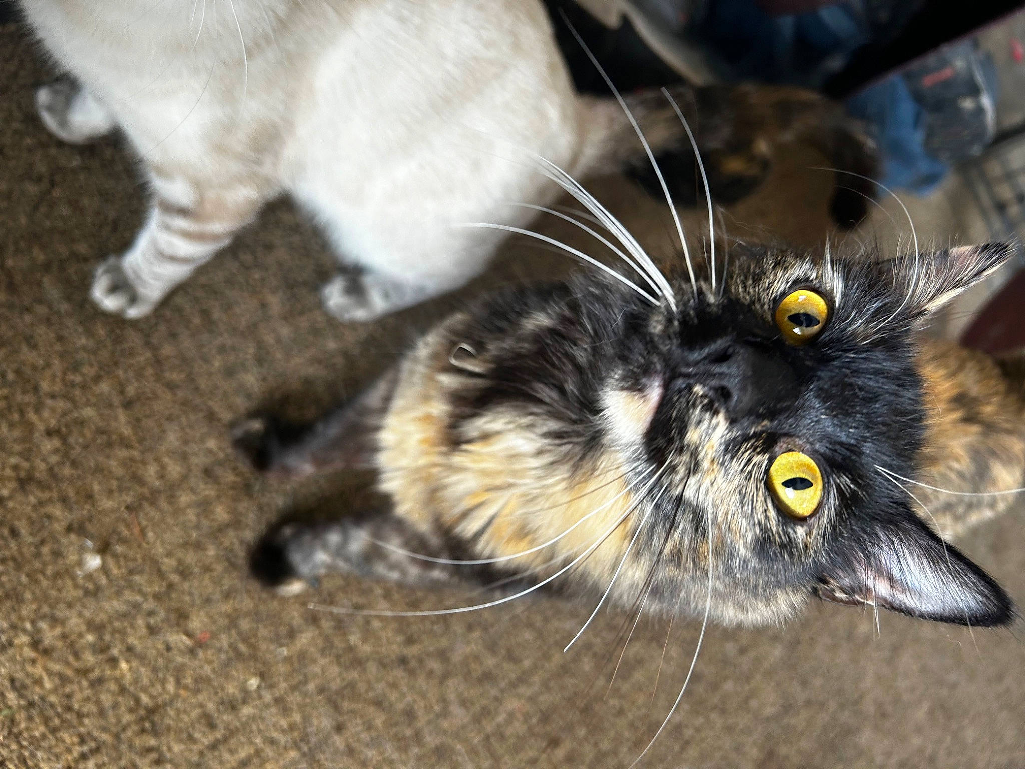 Midnight is registered to the contest to win money with this photo: arthropod, carnivore, cat, claw, domestic_short_haired_cat, felidae, foot, fur, macro_photography, paw, small_to_medium_sized_cats, tail, terrestrial_animal, whiskers