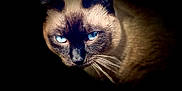 Polar Bear joined the competition — help win amazing prizes! cat, siamese_cat, blue_eyes, close_up, animal, pet, whiskers, dark_background, portrait, feline, fur, animal_face, mammal, looking, intense_gaze, domestic_cat, cute, indoor, isolated, sharp_focus