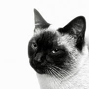 Polar Bear joined the competition — help win amazing prizes! cat, siamese_cat, animal, pet, close_up, black_and_white, whiskers, ears, face, fur, portrait, feline, looking, expression, indoor, soft_light, background, mammal, domestic_animal, cute