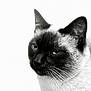 cat, siamese_cat, animal, pet, close_up, black_and_white, whiskers, ears, face, fur, portrait, feline, looking, expression, indoor, soft_light, background, mammal, domestic_animal, cute