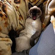 Polar Bear joined the competition — help win amazing prizes! animal, blanket, cat, comfort, cozy, cushion, cute, ears, feline, fur, indoor, paw, pet, relaxed, resting, siamese_cat, sleepy, soft_texture, whiskers, yawning