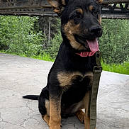 Kilo joined the competition — help win amazing prizes! dog, puppy, sitting, leash, collar, concrete, metal_bridge, outdoor, greenery, trees, tongue_out, ears_up, black_and_tan, happy, pet, young_dog, nature, daylight, canine, animal