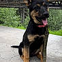 dog, puppy, sitting, leash, collar, concrete, metal_bridge, outdoor, greenery, trees, tongue_out, ears_up, black_and_tan, happy, pet, young_dog, nature, daylight, canine, animal