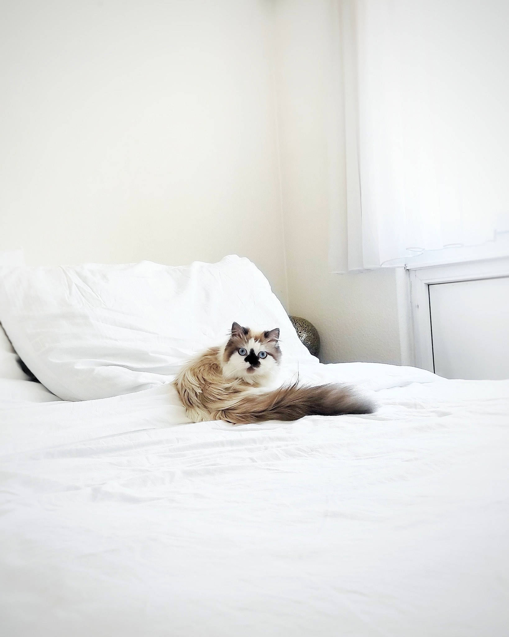 Socquette a rejoint le concours — aidez-le/la à gagner de superbes lots ! bed, canidae, carnivore, comfort, companion_dog, dog_breed, fawn, felidae, freezing, grey, linens, paw, small_to_medium_sized_cats, snout, snow, sporting_group, tail, terrestrial_animal, whiskers, wood