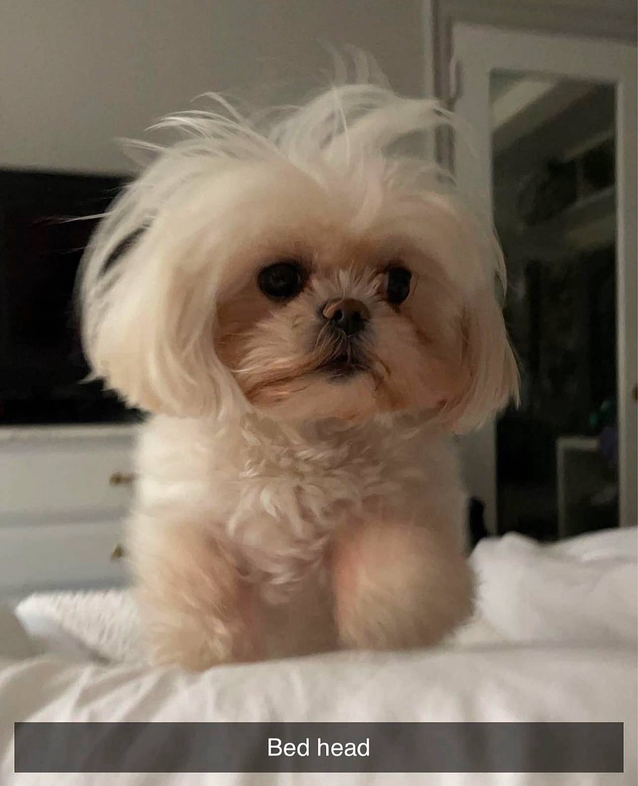 Gigi is registered to the contest to win money with this photo: canidae, carnivore, comfort, companion_dog, computer_keyboard, dog, dog_breed, dog_supply, ear, fur, liver, mal_shi, maltepoo, shih_tzu, small_terrier, snout, sporting_group, terrier, toy_dog, working_animal