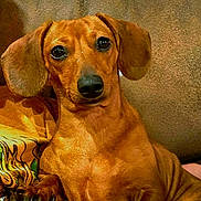 Sissy Girl joined the competition — help win amazing prizes! dog, dachshund, pet, canine, portrait, close_up, brown_coat, ears, snout, eyes, paws, sitting, indoor, couch, upholstery, companion, relaxed, cute, domestic, warm_lighting