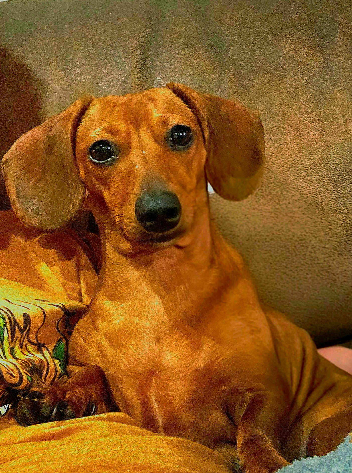 Sissy Girl joined the competition — help win amazing prizes! dog, dachshund, pet, canine, portrait, close_up, brown_coat, ears, snout, eyes, paws, sitting, indoor, couch, upholstery, companion, relaxed, cute, domestic, warm_lighting