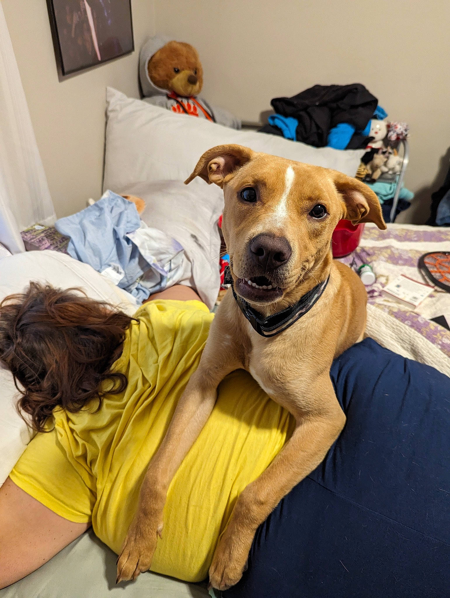 Bean is registered to the contest to win money with this photo: canidae, carnivore, collar, comfort, companion_dog, dog, dog_breed, dog_clothes, dog_collar, dog_supply, fawn, fur, guard_dog, linens, magyar_agar, picture_frame, sighthound, sporting_group, whiskers, working_animal