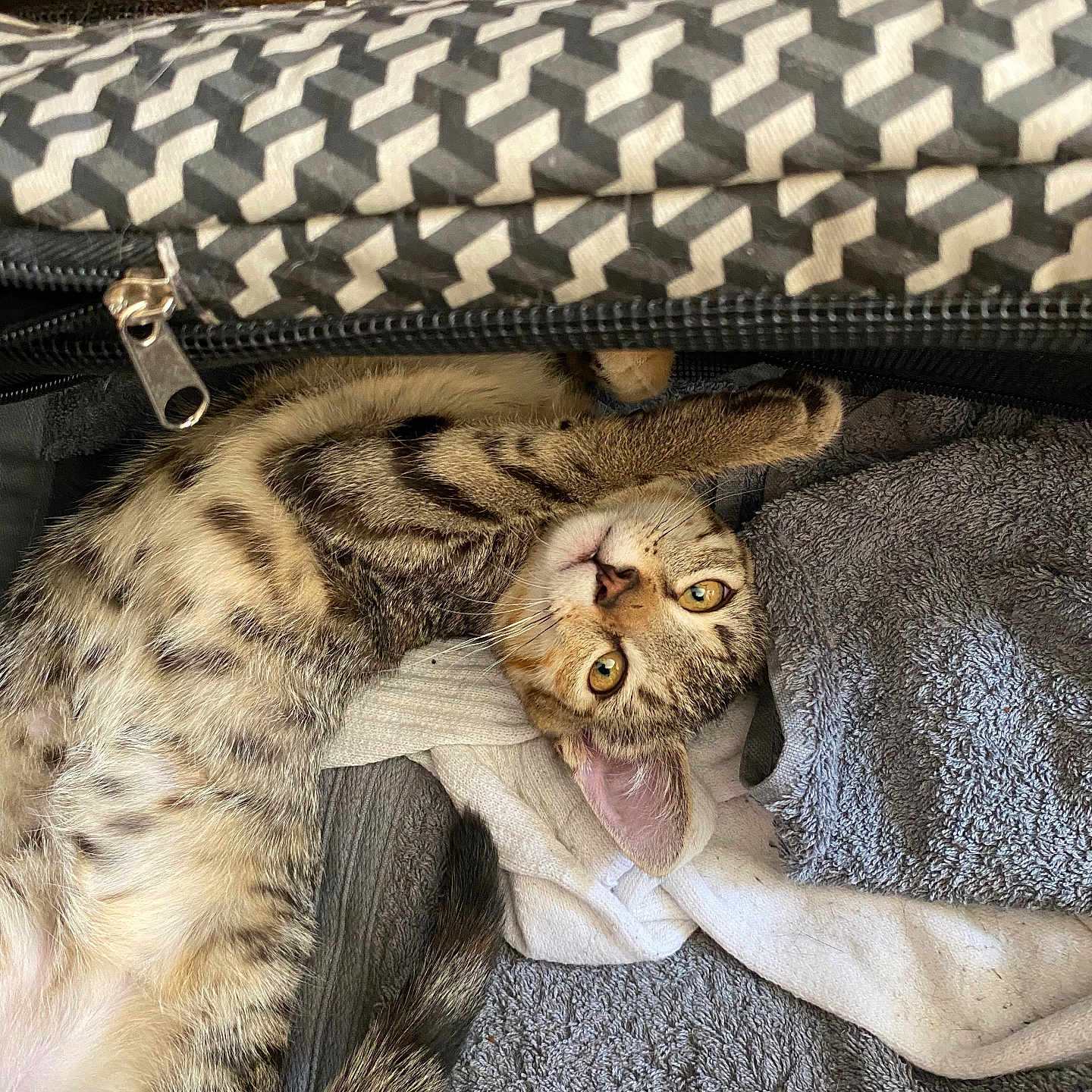 Chipie a rejoint le concours — aidez-le/la à gagner de superbes lots ! animal, bag, cat, curious, cute, fabric, feline, fur, indoor, kitten, paw, pet, playful, relaxed, resting, striped, tabby, towel, whiskers, zipper