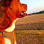 dog, side_profile, harness, tongue_out, sunset, field, grass, rural, sky, outdoor, animal, pet, nature, happy, canine, brown, white, daylight, house, landscape