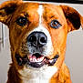 dog, pet, canine, closeup, indoor, brown_coat, white_markings, face, snout, ears, teeth, happy, animal, companion, portrait, friendly, domestic, mouth, nose, expression