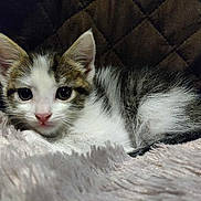 Oreo is registered to the contest to win money with this photo: aegean_cat, american_wirehair, cat, cat_like_mammal, domestic_long_haired_cat, domestic_short_haired_cat, european_shorthair, fauna, fur, kitten, munchkin, norwegian_forest_cat, small_to_medium_sized_cats, snout, whiskers