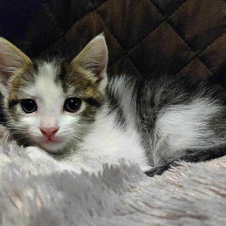 Oreo