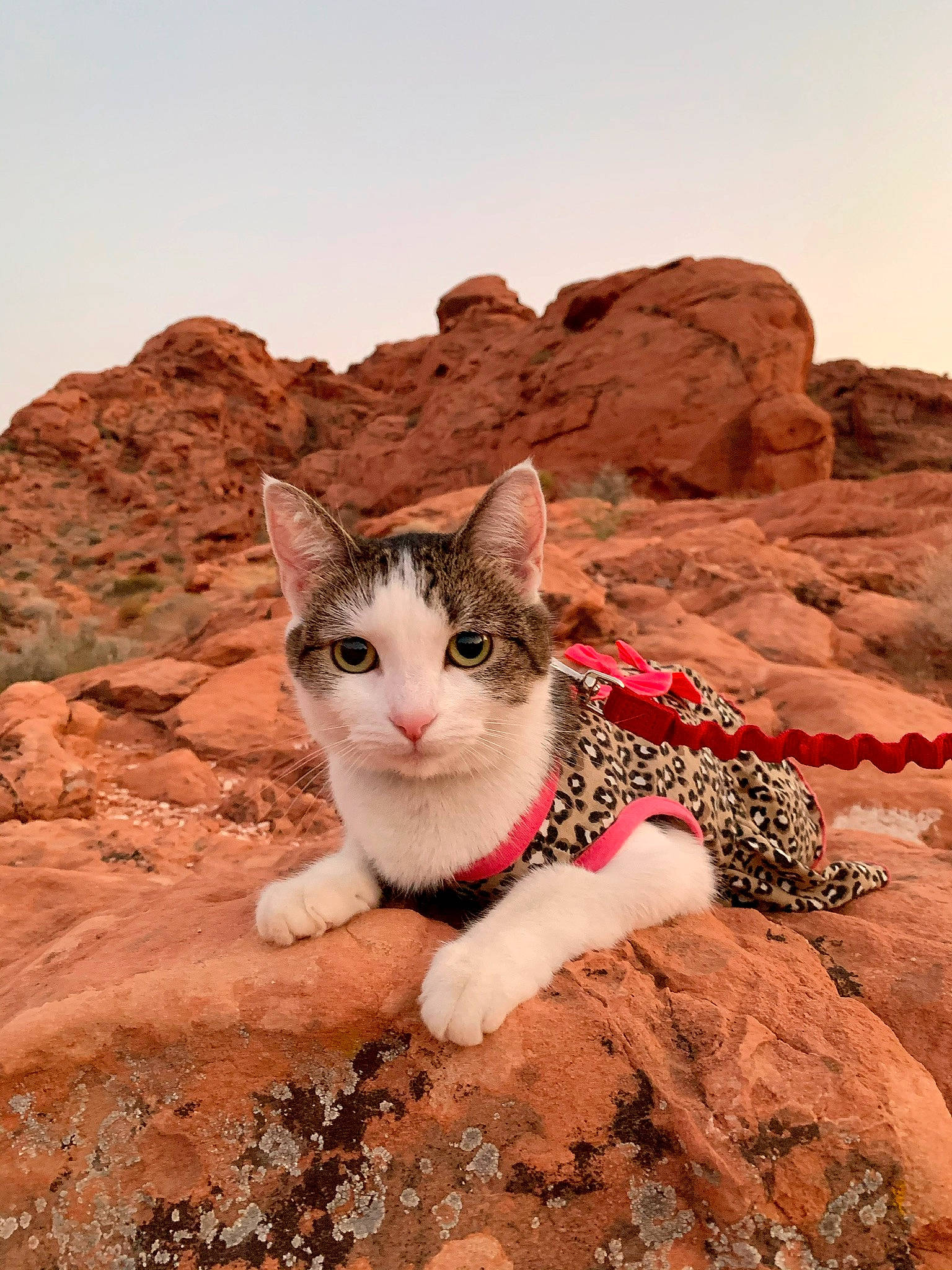 Oreocatoflasvegas