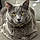 Blakey The Gray Cat