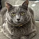 Blakey The Gray Cat