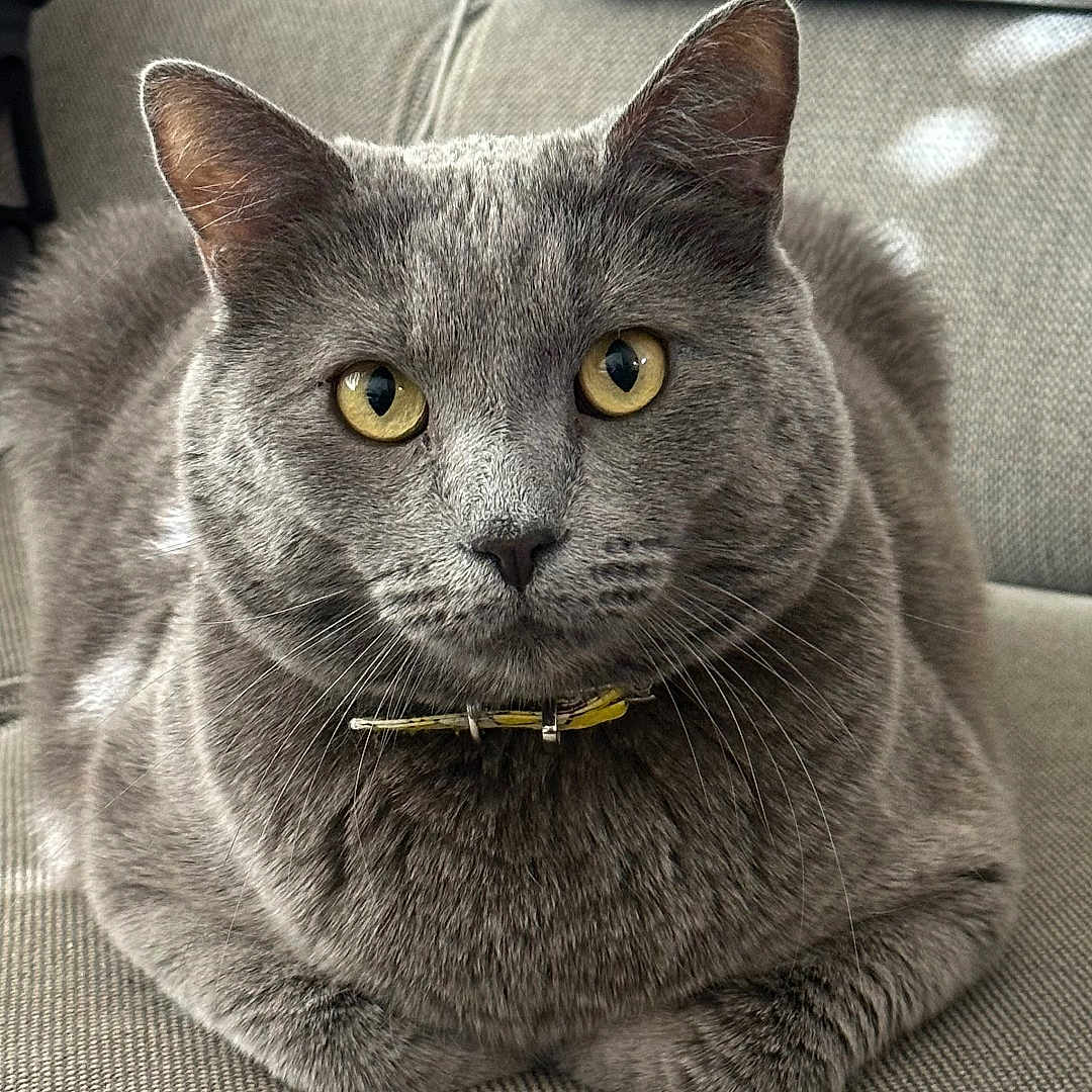 Blakey The Gray Cat is registered to the contest to win money with this photo: cat, gray_cat, yellow_eyes, collar, pet, feline, indoor, sofa, couch, texture, relaxed, animal, domestic_cat, fur, whiskers, ears, face, closeup, resting, home