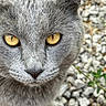 Blakey The Gray Cat is registered to the contest to win money with this photo: cat, gray_cat, close_up, yellow_eyes, animal, pet, fur, whiskers, outdoor, nature, rocks, intense_gaze, portrait, mammal, feline, wildlife, cute, curious, animal_face, daylight