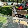 Ruby joined the competition — help win amazing prizes! blue_truck, building, collar, daylight, dog, flag, golf_cart, grass, leash, outdoor, parking_area, pet, seat, shadow, steering_wheel, sunny, tree, vehicle, white_dog, yard