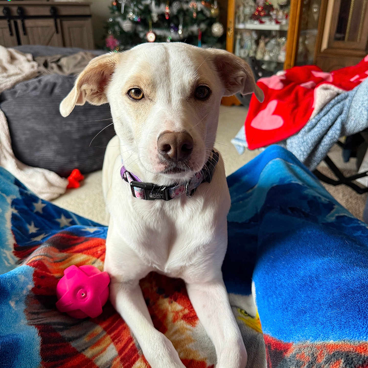Ruby is registered to the contest to win money with this photo: animal, blanket, carpet, christmas_tree, collar, couch, decor, dog, eagle_design, front_view, furniture, holiday, indoor, living_room, ornaments, pet, pink_toy, relaxed, toy, white_dog