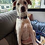 Ruby joined the competition — help win amazing prizes! animal, blanket, collar, companion, couch, cute, dog, domestic, ears, fur, home, indoor, looking, pet, pillow, relaxed, resting, sitting, snout, window