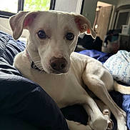Ruby joined the competition — help win amazing prizes! animal, bed, blanket, canine, collar, cozy, dog, domestic, fur, indoor, looking_at_camera, lying_down, natural_light, pet, portrait, relaxed, room, sleeping_area, white_dog, window