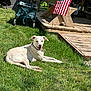 Ruby is registered to the contest to win money with this photo: american_flag, bench, collar, daytime, dog, fence, flag, grass, house, leash, nature, outdoor, pet, relaxing, smiling_dog, summer, sunlight, wagon, wooden_deck, yard