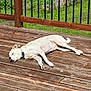 animal, backyard, canine, collar, daytime, dog, fence, greenery, leash, nature, outdoor, peaceful, pet, relaxing, resting, sleeping, summer, sunlight, sunshine, wooden_deck