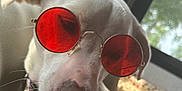 Ruby is registered to the contest to win money with this photo: animal, canine, closeup, cool, dog, ear, face, indoor, light, nose, pet, pillow, portrait, red_lenses, relaxed, snout, sunglasses, whiskers, white_dog, window