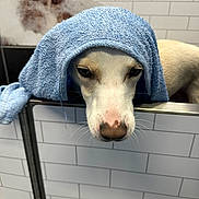 Ruby is registered to the contest to win money with this photo: background, bath, bathroom, blue_towel, bubbles, canine, cleaning, closeup, dog, fur, head, indoors, metal_tub, pet, resting, sad_eyes, tile_wall, towel, wet_fur, white_dog