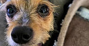 Sissy is registered to the contest to win money with this photo: dog, close_up, pet, animal, fur, nose, eyes, blanket, bed, cozy, curious, small_dog, indoor, portrait, cute, whiskers, muzzle, looking, furry, nose_closeup