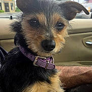 Sissy is registered to the contest to win money with this photo: dog, small_dog, pet, animal, fur, collar, car_interior, window, ear, face, snout, sitting, brown_fur, black_fur, canine, cute, companion, domestic_animal, indoor, portrait