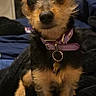 Sissy joined the competition — help win amazing prizes! dog, small_dog, puppy, pet, collar, purple_collar, ears, fur, brown_fur, black_fur, blanket, bed, indoor, screenshot, phone_screen, app_icons, google_search_bar, curious, cute, animal