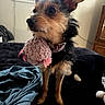 Sissy is registered to the contest to win money with this photo: dog, toy, plush_toy, bed, blanket, indoor, furniture, collar, pet, cute, small_dog, fur, ears, muzzle, alert, animal, domestic_animal, black_fur, brown_fur, pink