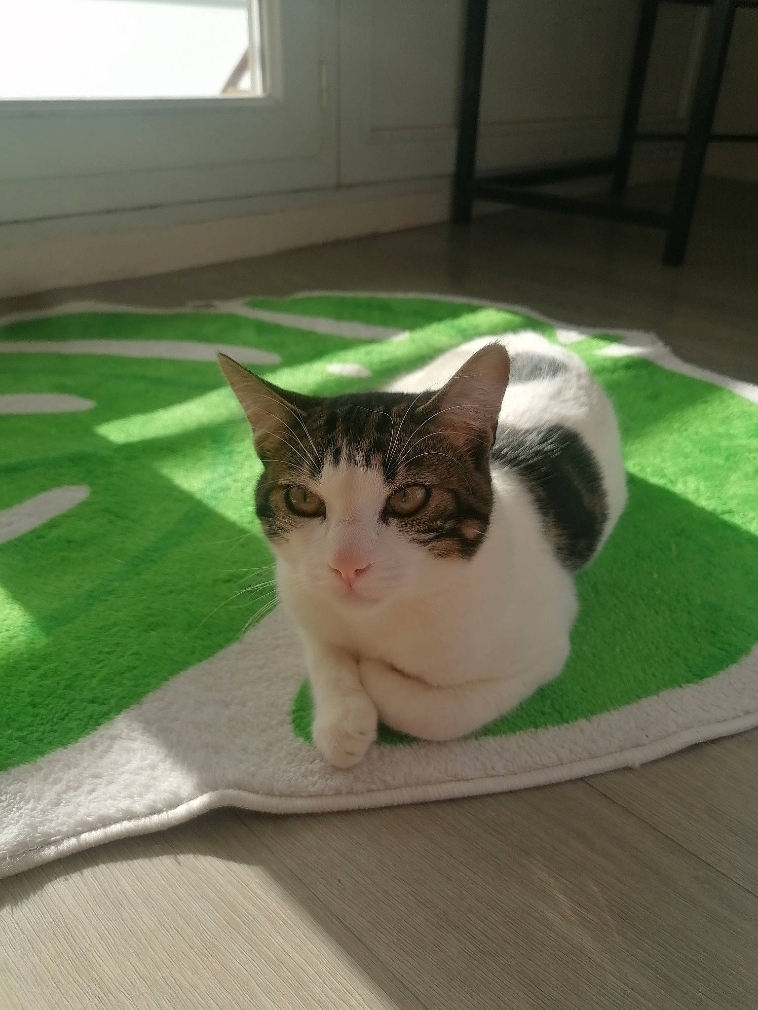 Ragnar a rejoint le concours — aidez-le/la à gagner de superbes lots ! carnivore, cat, domestic_short_haired_cat, eye, fawn, felidae, floor, flooring, fur, grass, hardwood, paw, pet_supply, plant, small_to_medium_sized_cats, snout, tail, whiskers, window, wood