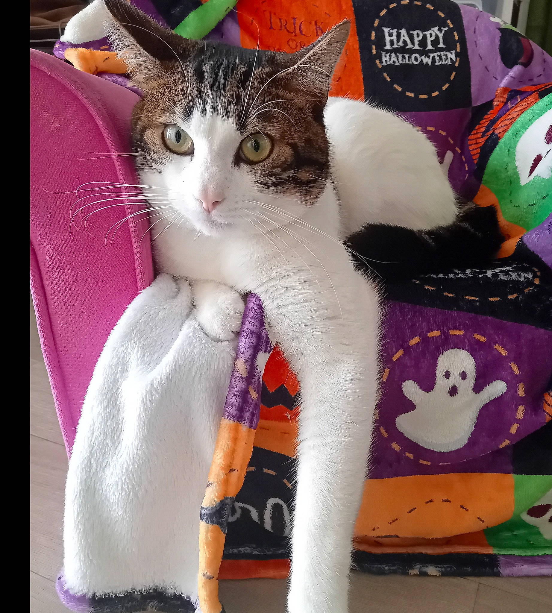 Ragnar a rejoint le concours — aidez-le/la à gagner de superbes lots ! art, carnivore, cat, collar, domestic_short_haired_cat, fashion_accessory, fawn, felidae, fur, linens, magenta, pattern, paw, sleeve, small_to_medium_sized_cats, tail, textile, whiskers, wool, woolen