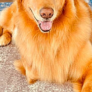Daisy is registered to the contest to win money with this photo: animal, canine, carpet, close_up, cute, dog, domestic_animal, fluffy, friendly, fur, golden_retriever, happy, indoor, laying_down, mammal, pet, portrait, relaxed, smiling, tongue_out