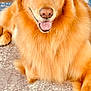 animal, canine, carpet, close_up, cute, dog, domestic_animal, fluffy, friendly, fur, golden_retriever, happy, indoor, laying_down, mammal, pet, portrait, relaxed, smiling, tongue_out